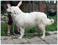 польская подгалянская овчарка
